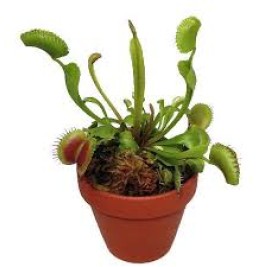 Venus Fly Trap